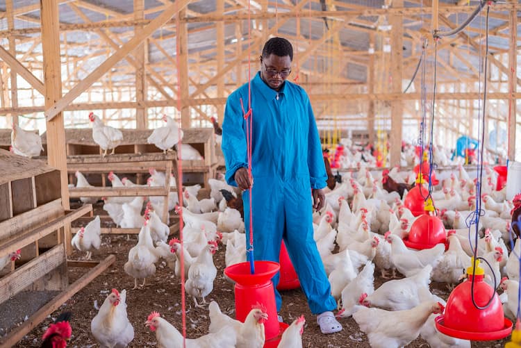 Premium Poultry Products